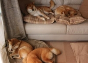 开云体育app-东决关键战之夜，特奥稳定输出不掉线